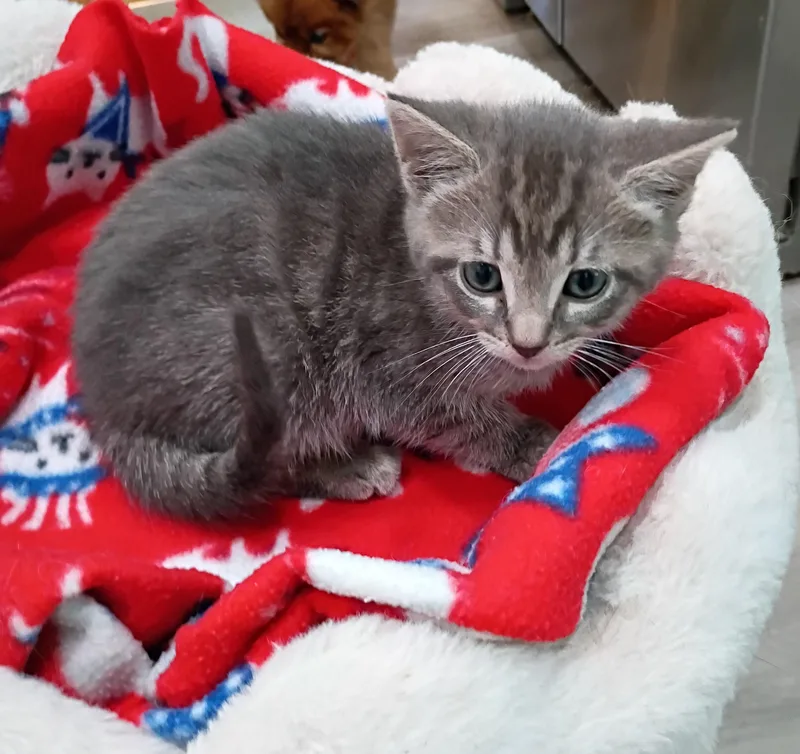 Nancy  Super Snuggly