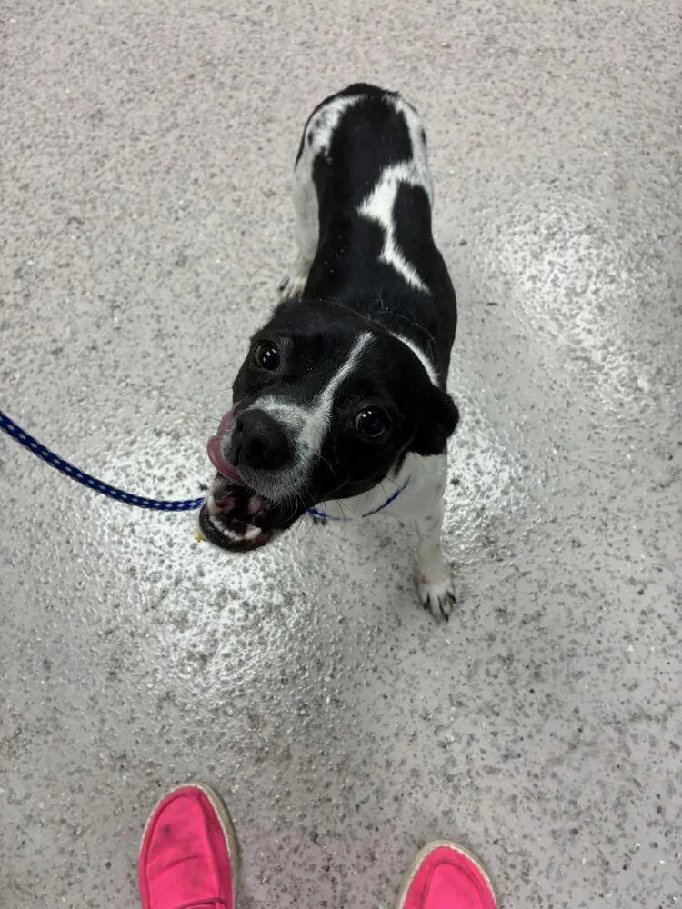 A young small-sized female Cattle Dog dog named Papaya for adoption in Marietta, GA