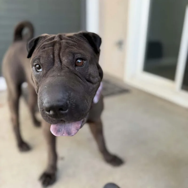 An adult medium-sized male Brown / Chocolate Shar-Pei dog named Kane for adoption in Pomona, CA
