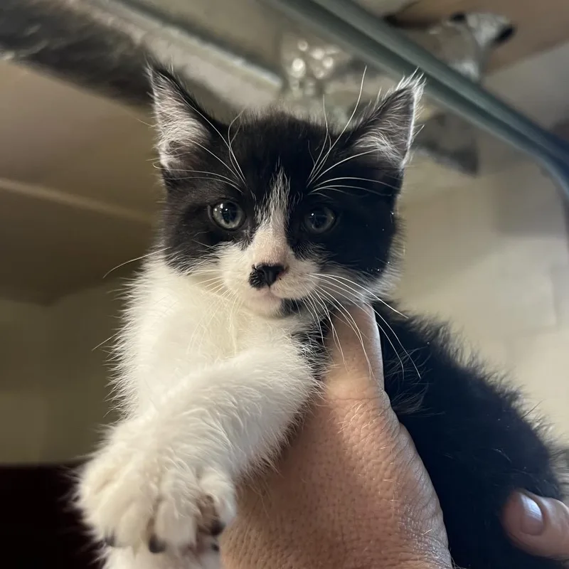 A baby small-sized male Black Domestic Short Hair cat named Pesto for adoption in Harrisville, WV