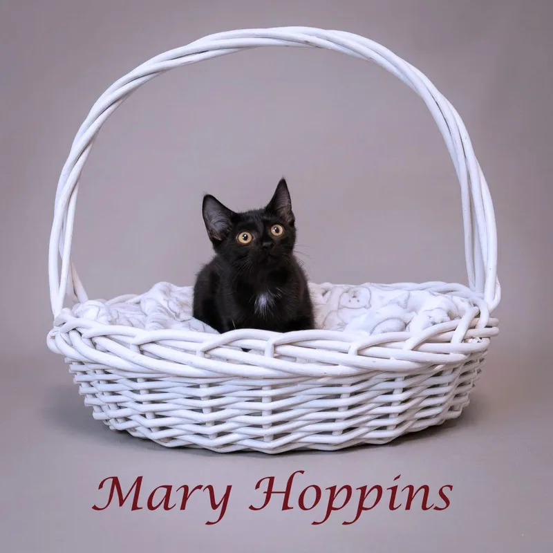 A baby small-sized female Black Domestic Short Hair cat named Mary Hoppins C for adoption in Lebanon, TN