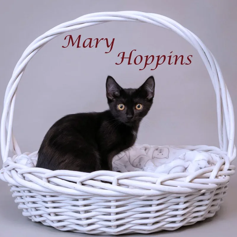 Mary Hoppins C thumbnail 2