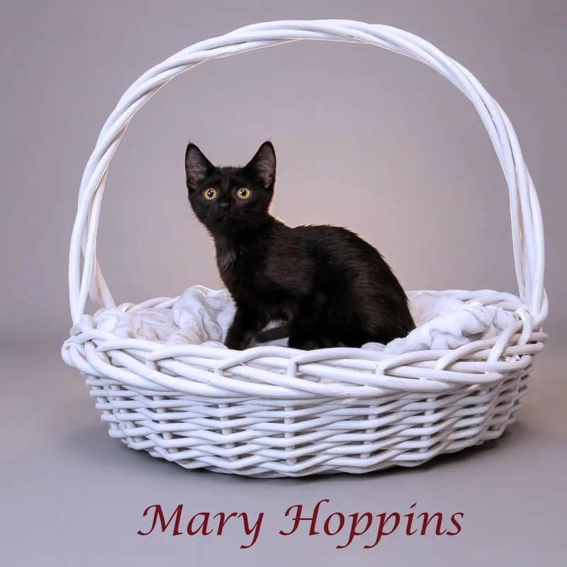 Mary Hoppins C thumbnail 3