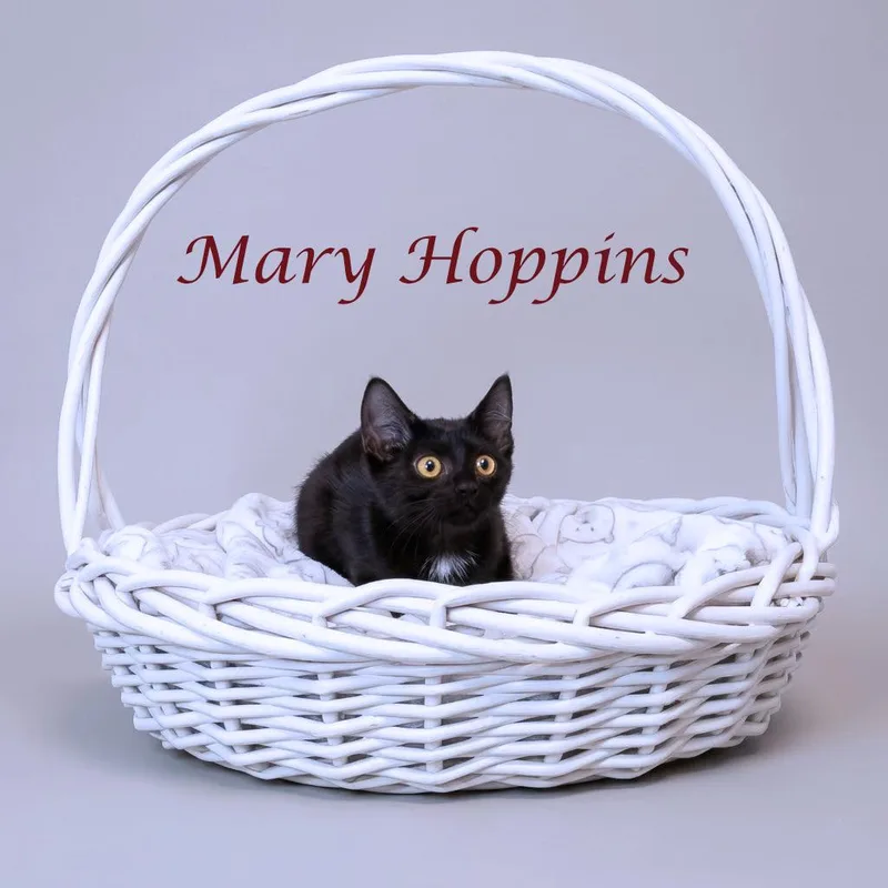 Mary Hoppins C thumbnail 4