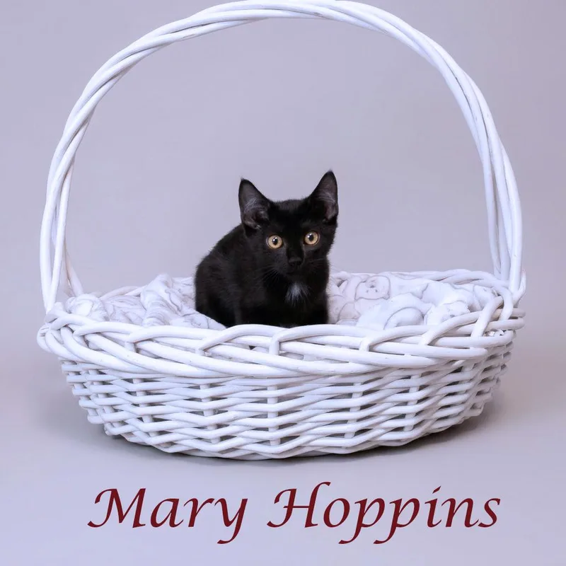 Mary Hoppins C thumbnail 5