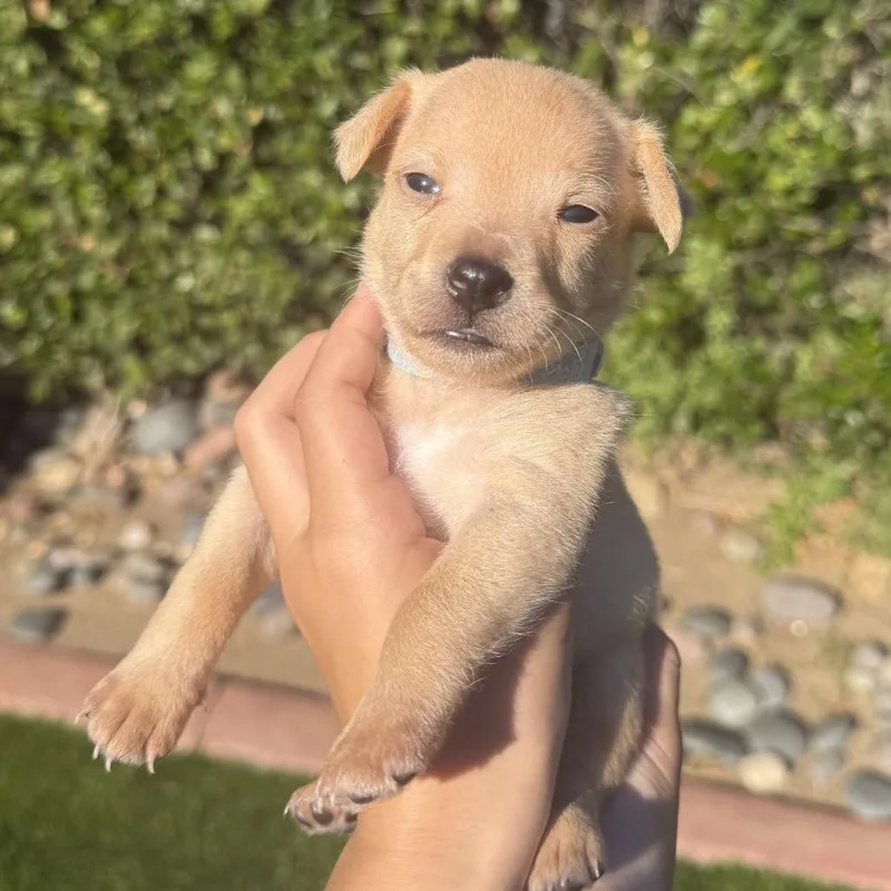 A baby small-sized male Yellow / Tan / Blond / Fawn Terrier dog named Astro for adoption in San Diego, CA