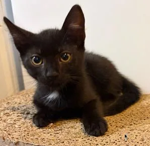 A baby small-sized female Domestic Long Hair cat named Evangeline for adoption in Tustin, CA