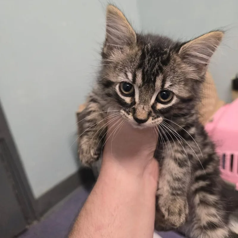 Gideon