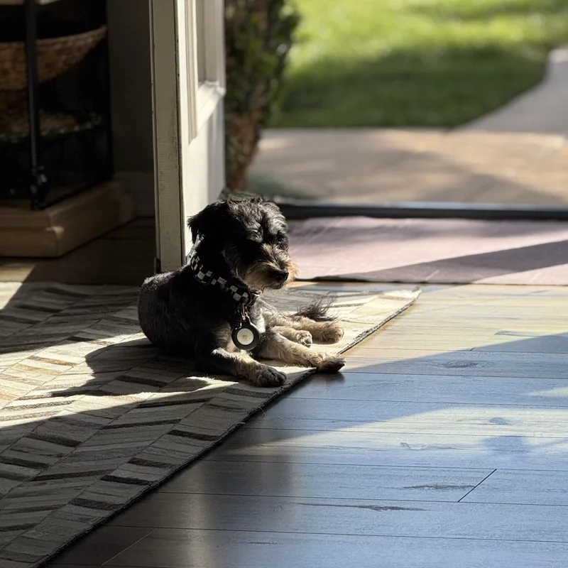 A young small-sized male Mixed Breed dog named Wheels for adoption in Los Angeles, CA