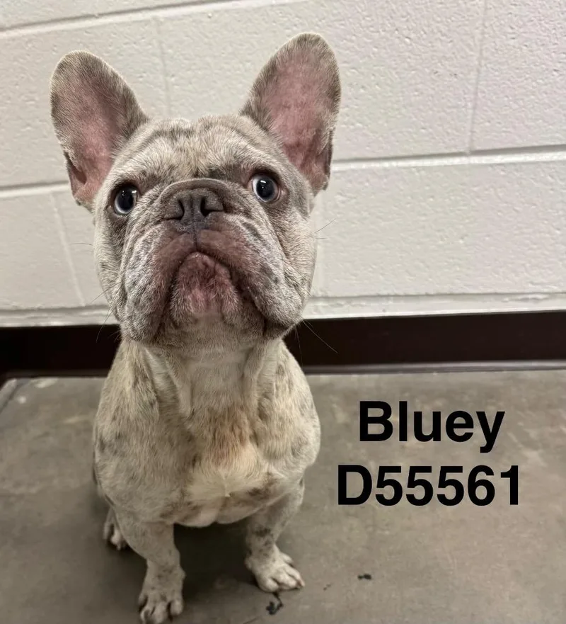 Bluey