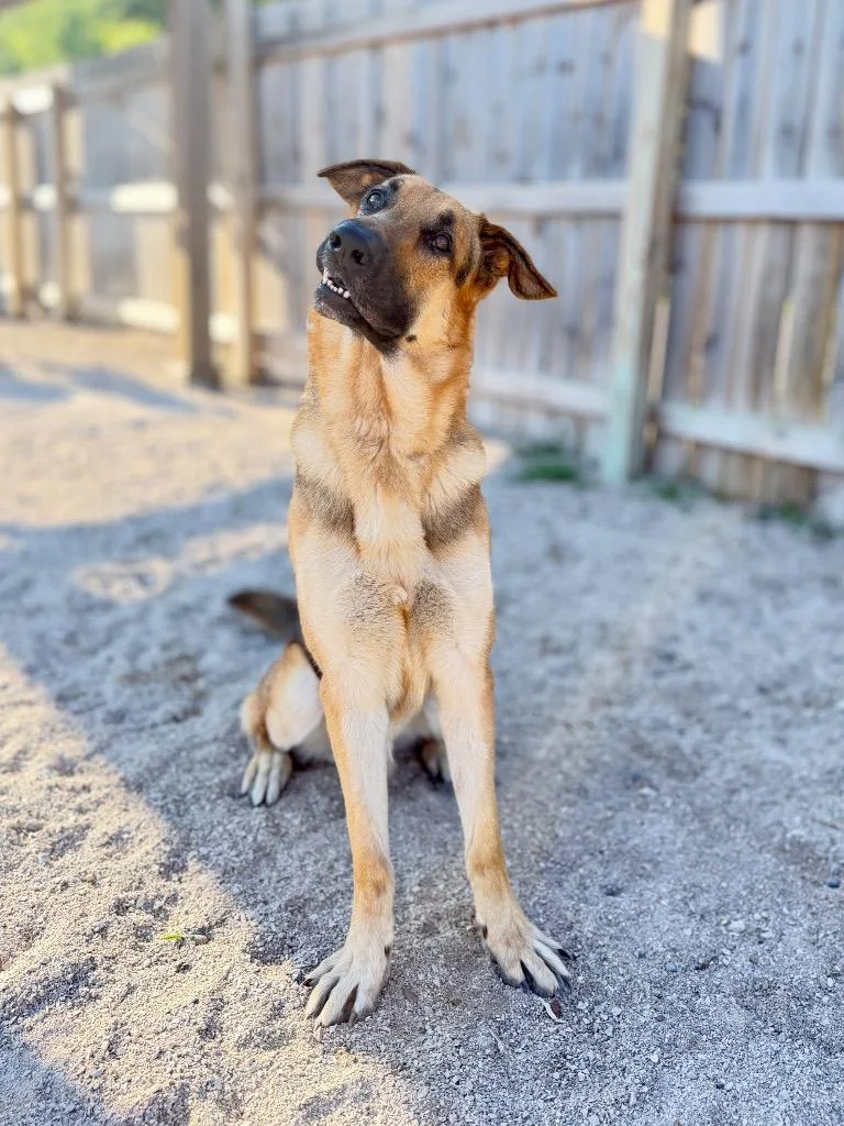 A young large-sized male German Shepherd Dog dog named Kaiser for adoption in Muskegon, MI