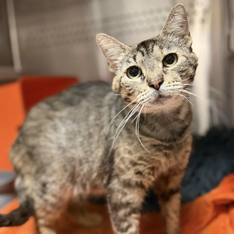 An adult medium-sized female Brown / Chocolate Domestic Short Hair cat named Tabatha for adoption in Houston, TX