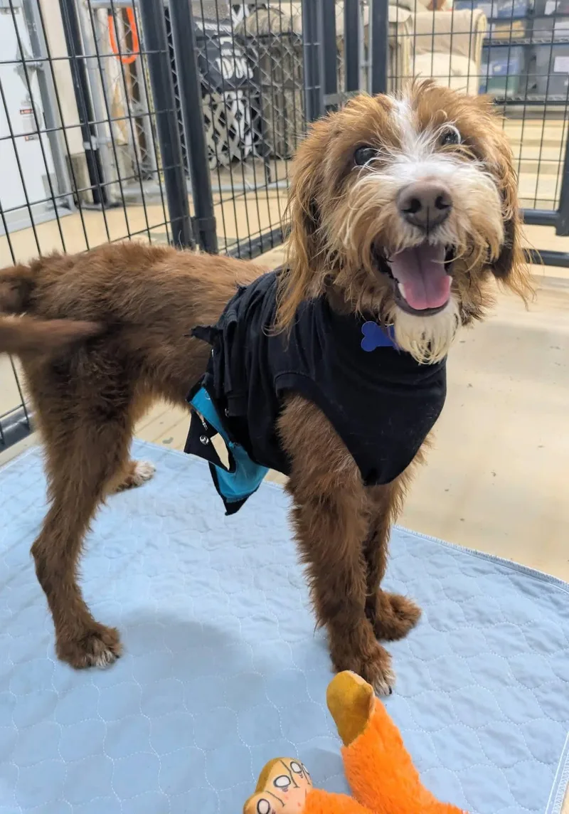 A baby medium-sized male Red / Chestnut / Orange Aussiedoodle dog named Teddy for adoption in Cedar Rapids, IA