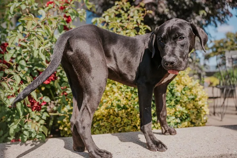 A baby medium-sized male Labrador Retriever dog named Luke Duke for adoption in Newberg, OR