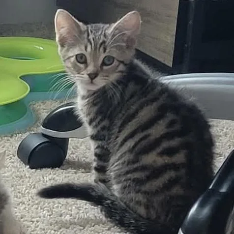 A baby small-sized male Brown / Chocolate Domestic Short Hair cat named Atlas for adoption in Hedgesville, WV