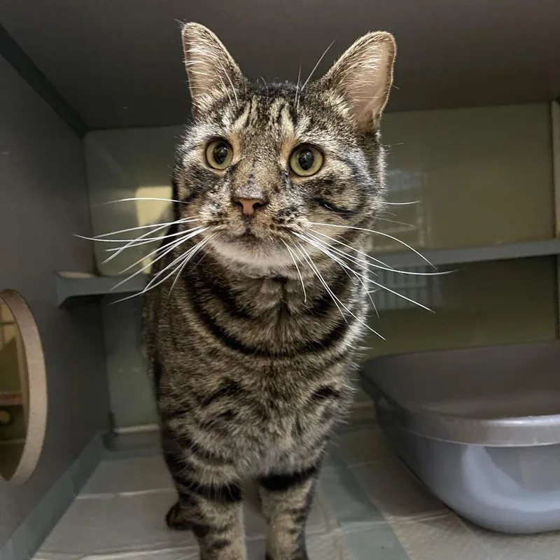 An adult large-sized male Brown / Chocolate Domestic Short Hair cat named Ollie for adoption in Walden, NY