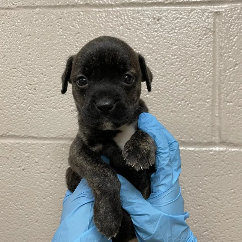 A baby small-sized male Brindle Mastiff dog named Doom for adoption in Birmingham, AL