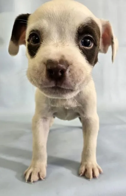 A baby large-sized male English Bulldog dog named Zack for adoption in Morton Grove, IL