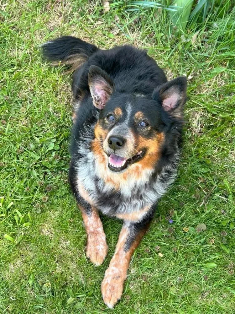 An adult medium-sized female Tricolor (Brown, Black, & White) Mixed Breed dog named Izzy for adoption in De Pere, WI