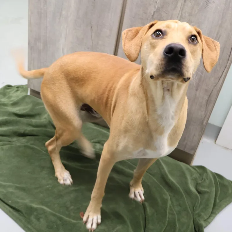 An adult large-sized male Yellow / Tan / Blond / Fawn Mixed Breed dog named Amos for adoption in Saint Charles, MO