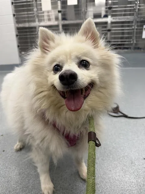 An adult medium-sized female American Eskimo Dog dog named Carmen for adoption in Indianapolis, IN