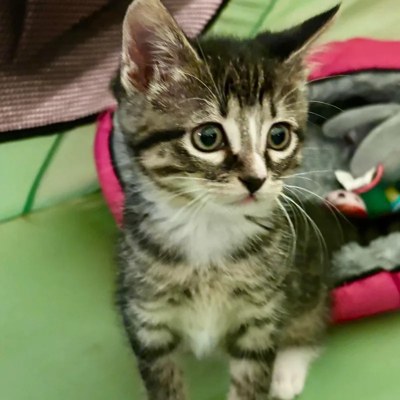 A baby small-sized female Tabby cat named Lorraina for adoption in Minooka, IL