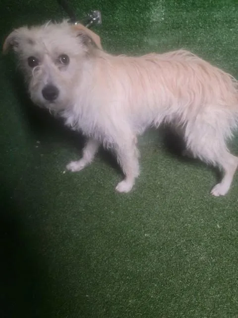 A young medium-sized male Terrier dog named Beavis for adoption in Castaic, CA