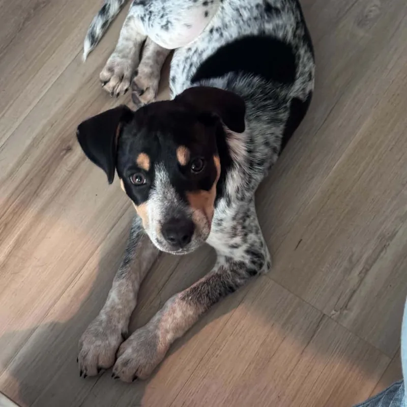 A baby medium-sized male Black Australian Cattle Dog / Blue Heeler dog named Maverick for adoption in Peculiar, MO