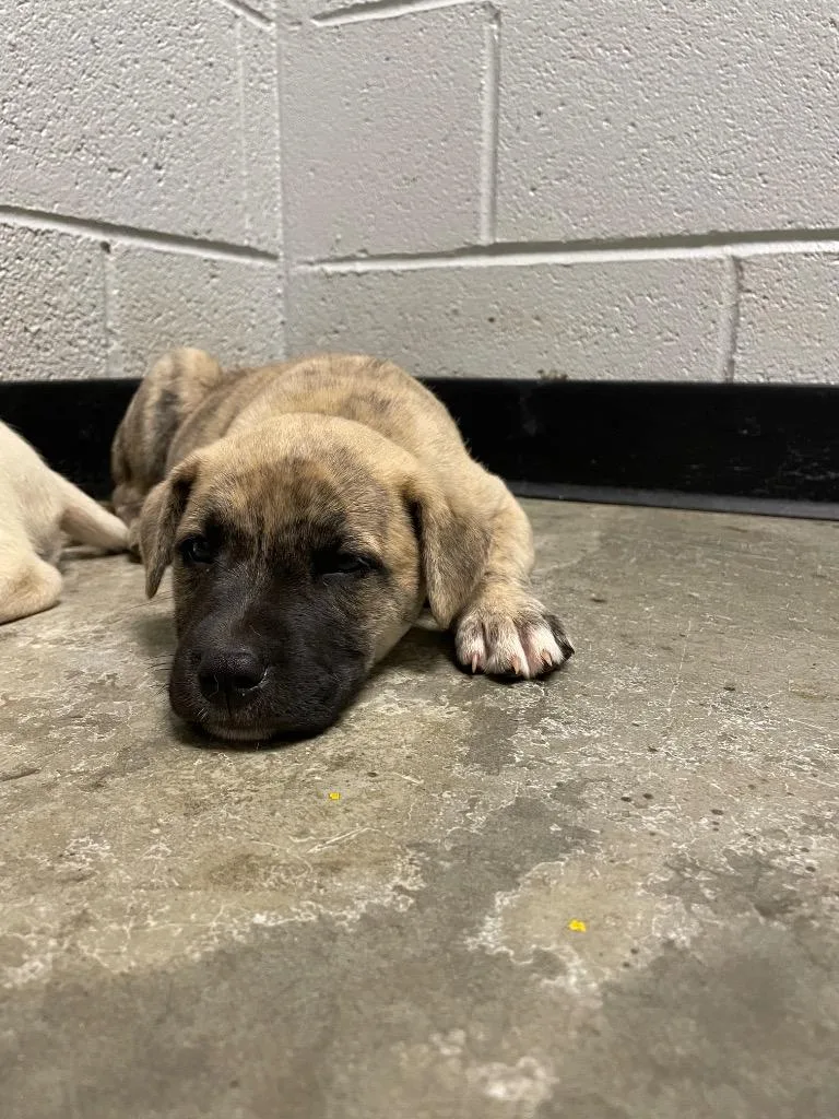 A baby large-sized male Mixed Breed dog named Newton Pup for adoption in Henderson, NC