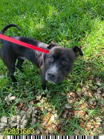 An adult large-sized male Mixed Breed dog named Fudge for adoption in West Palm Beach, FL