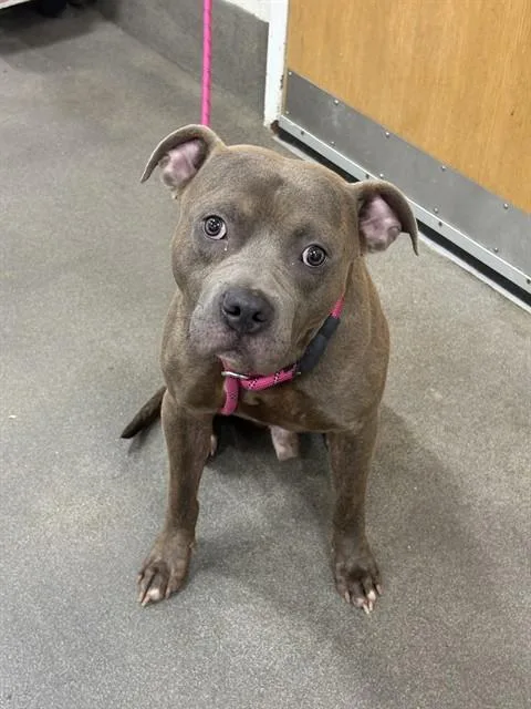 A young medium-sized male Pit Bull Terrier dog named Dylan for adoption in Upper Marlboro, MD