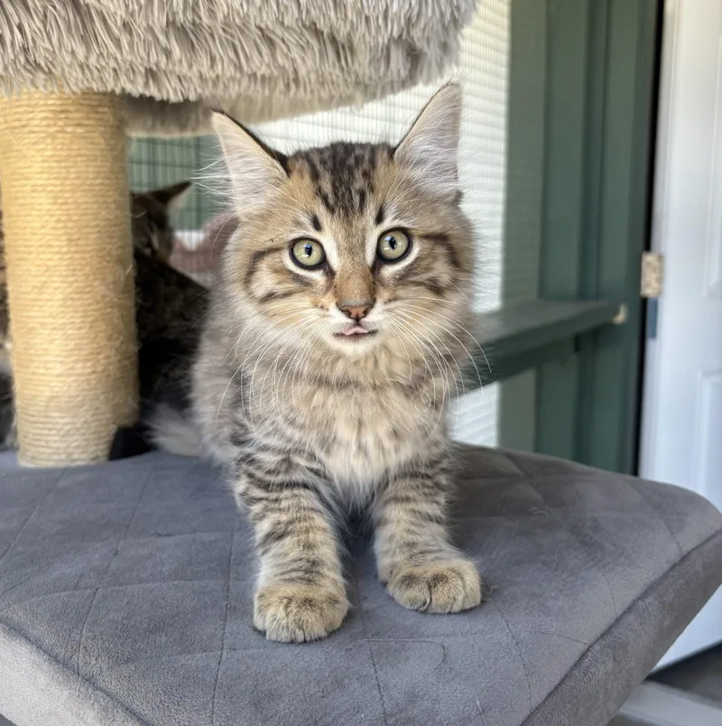 A young small-sized male Tabby (Tiger Striped) Tabby cat named Truffle for adoption in Lathrop, CA