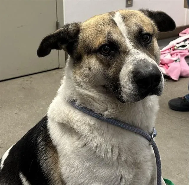 A young large-sized male Anatolian Shepherd dog named Kekoa for adoption in Tucson, AZ