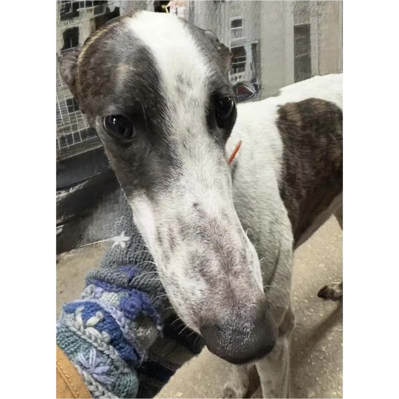 An adult large-sized male Greyhound dog named Lee Igor for adoption in Tarpon Springs, FL