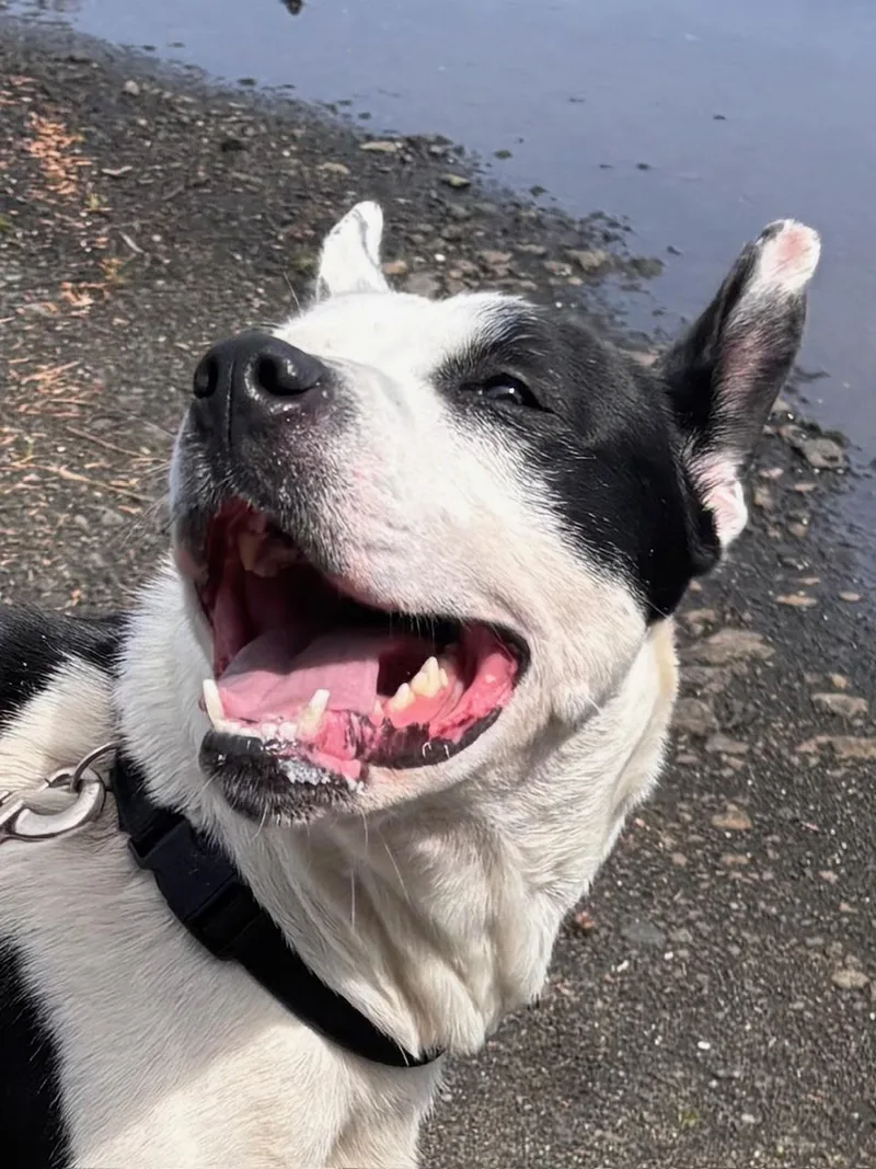 A young medium-sized female White / Cream Pit Bull Terrier dog named Ayla for adoption in Waldport, OR
