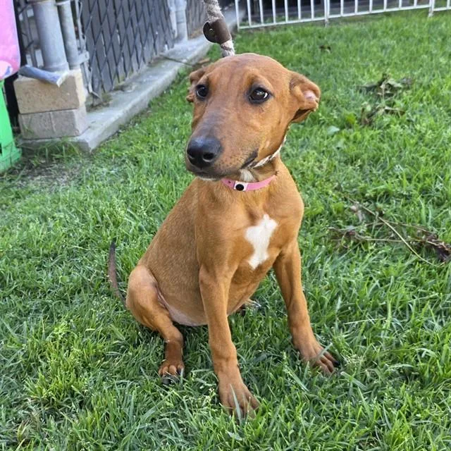 A baby medium-sized female Pharaoh Hound dog named Nefertiti for adoption in Long Beach, CA