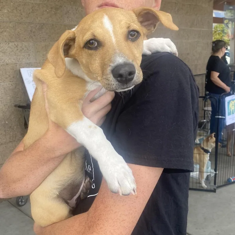 A baby small-sized male Yellow / Tan / Blond / Fawn Dachshund dog named Will for adoption in Escondido, CA