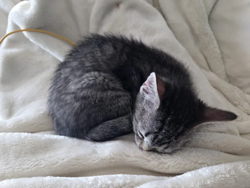A baby small-sized female Black Domestic Short Hair cat named Doris Day Warwick for adoption in Morrison, CO