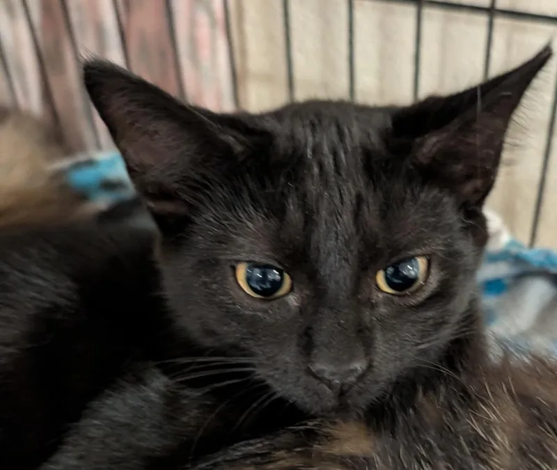 A baby small-sized male Domestic Short Hair cat named Clyde for adoption in Elizabethton, TN