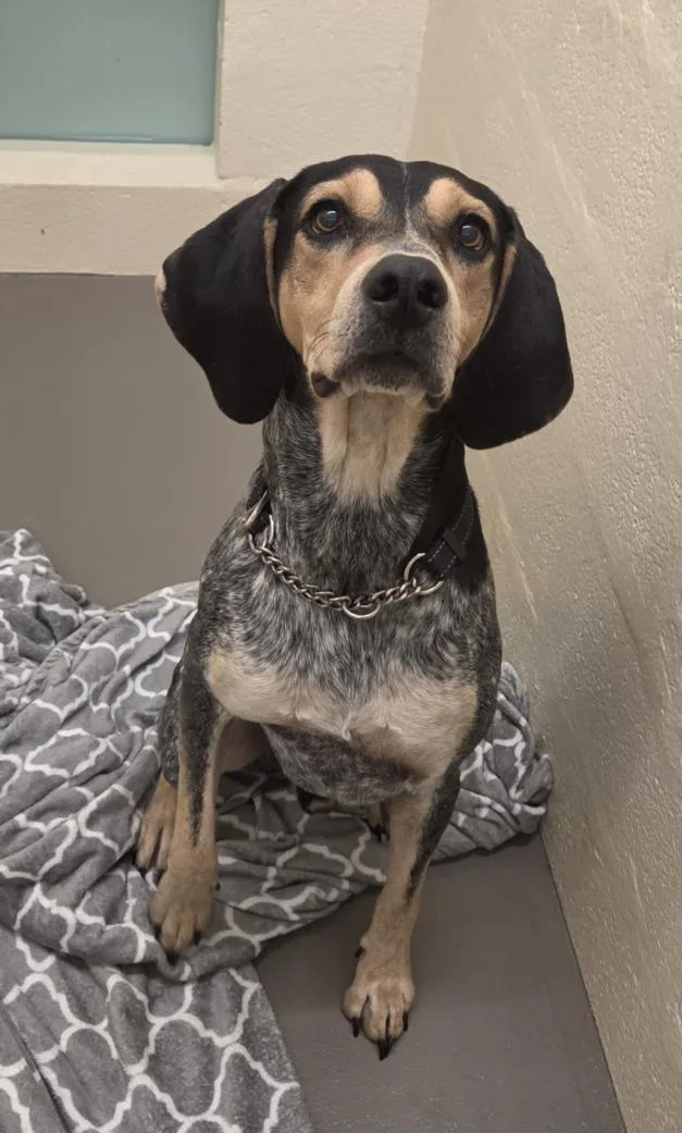 A young large-sized male Bluetick Coonhound dog named Elvis for adoption in Hagerstown, MD