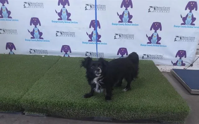 An adult small-sized female Pomeranian dog named Gwenn for adoption in Orlando, FL