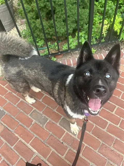 An adult medium-sized male Akita dog named Carl for adoption in Brewster, MA