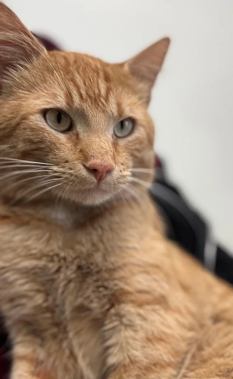 An adult large-sized male Domestic Short Hair cat named Speaker for adoption in Iowa City, IA