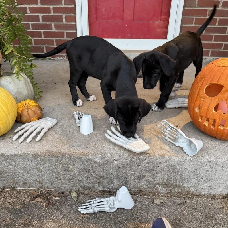 A baby medium-sized male Black Labrador Retriever dog named Coy Denver for adoption in Goodlettsville, TN
