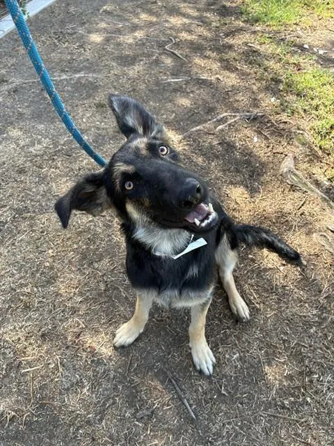 A young medium-sized female German Shepherd Dog dog named Tina for adoption in Riverside, CA