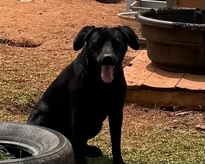 A young large-sized male Black Labrador Retriever dog named Waylon for adoption in Meeker, OK