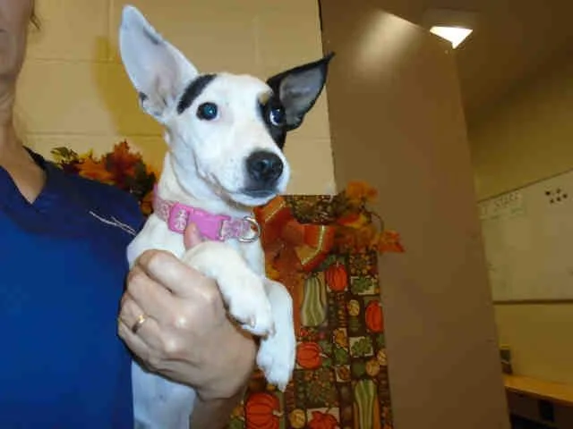 An adult small-sized female Rat Terrier dog named Eve for adoption in Thousand Palms, CA