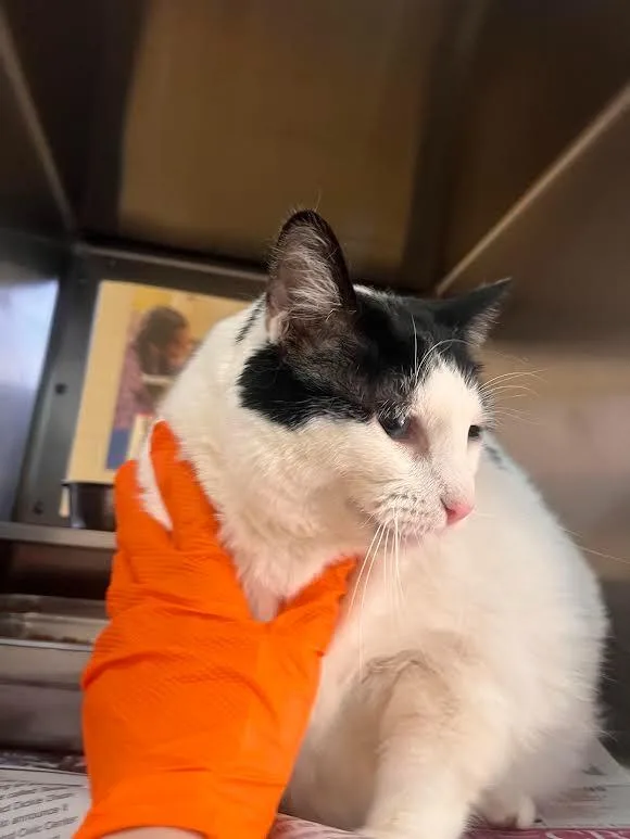 A senior large-sized female Domestic Short Hair cat named Pisces for adoption in Nacogdoches, TX