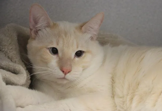 A young small-sized male Siamese cat named Shrek for adoption in Tucson, AZ