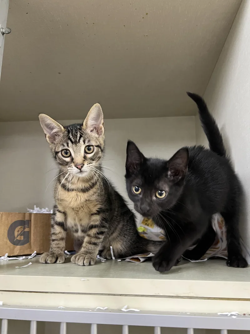 A baby medium-sized female Black Domestic Short Hair cat named Fern & Clover for adoption in Worcester, MA